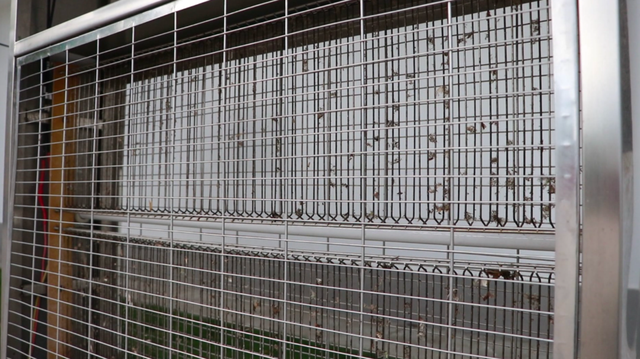 戶外滅蚊燈有用嗎？看蚊蟲王國滅蚊燈應用效果